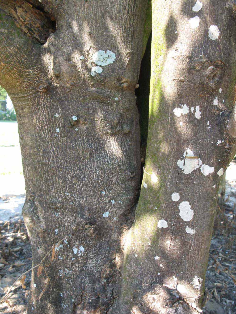            Bark (Sanguinelli, Winter Haven, FL)   